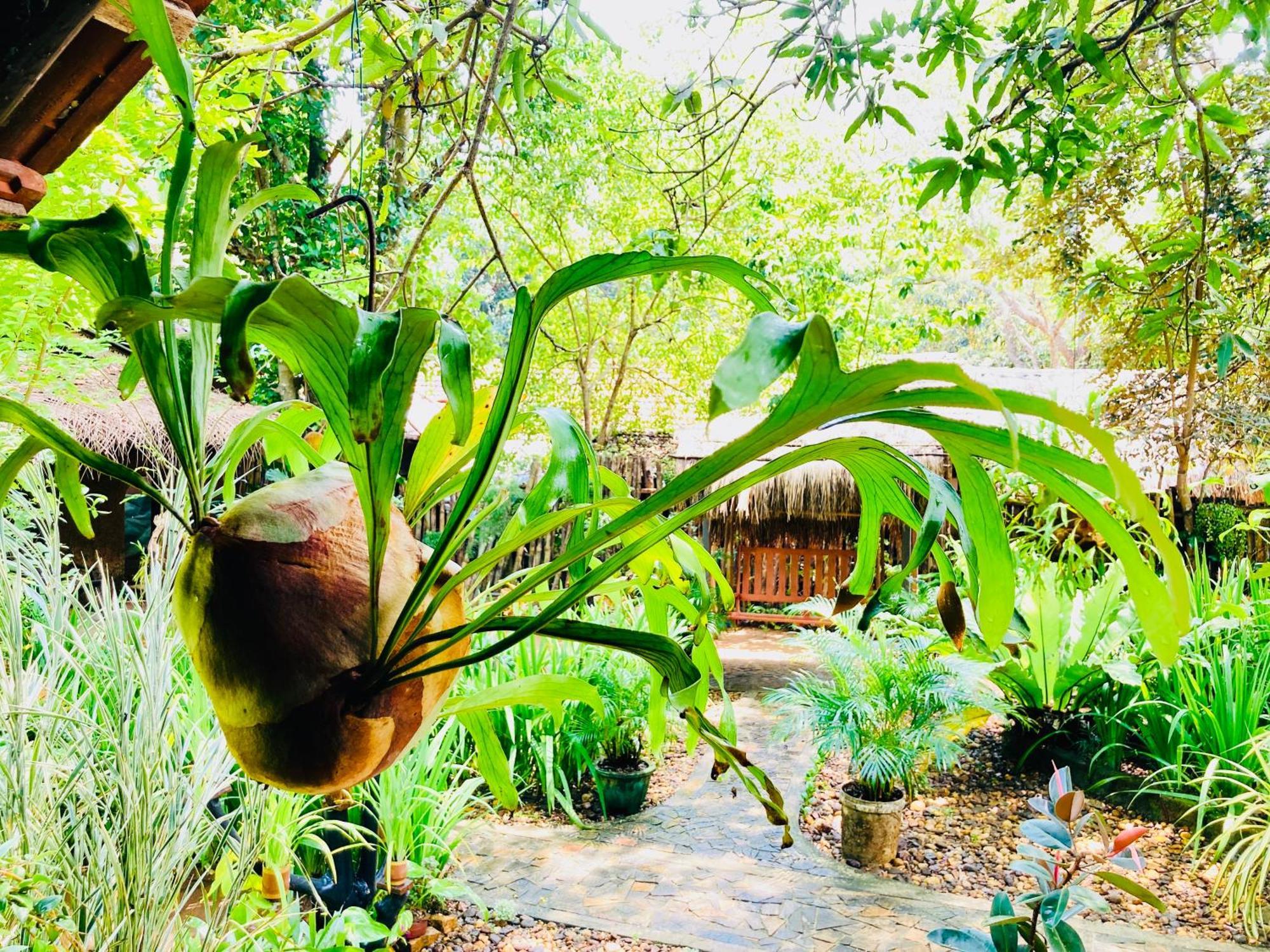 Green Paradise Cottage Udawalawa Udawalawe Exteriör bild