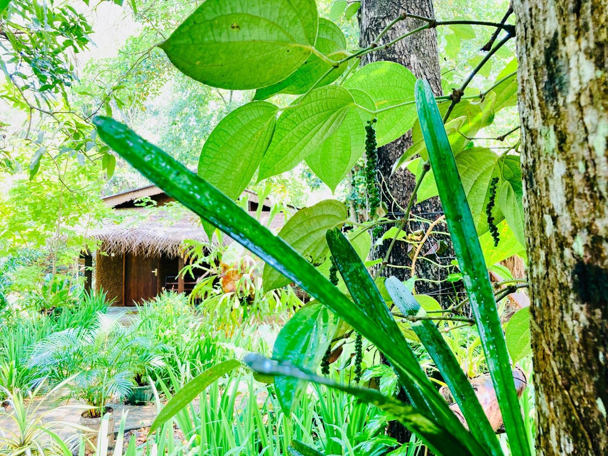 Green Paradise Cottage Udawalawa Udawalawe Exteriör bild
